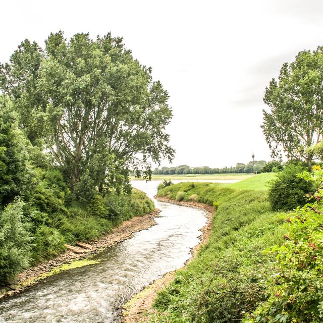 Die Erft mündet bei Neuss in den Rhein