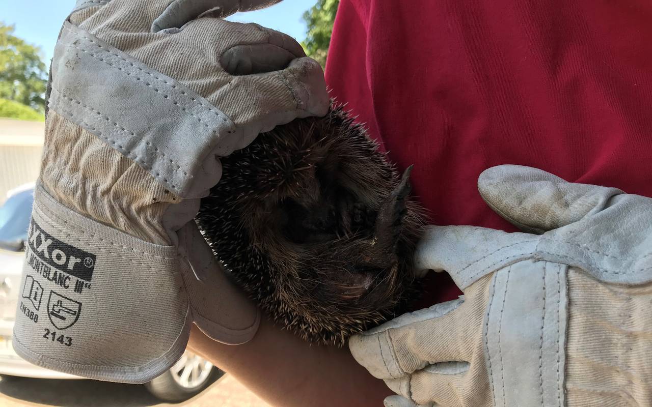 Igel, der von einem Mähroboter verletzt wurde