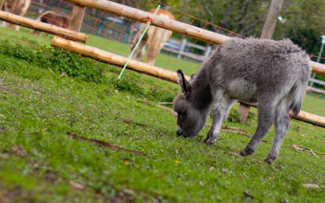 Esel Nepomuk auf grüner Wiese