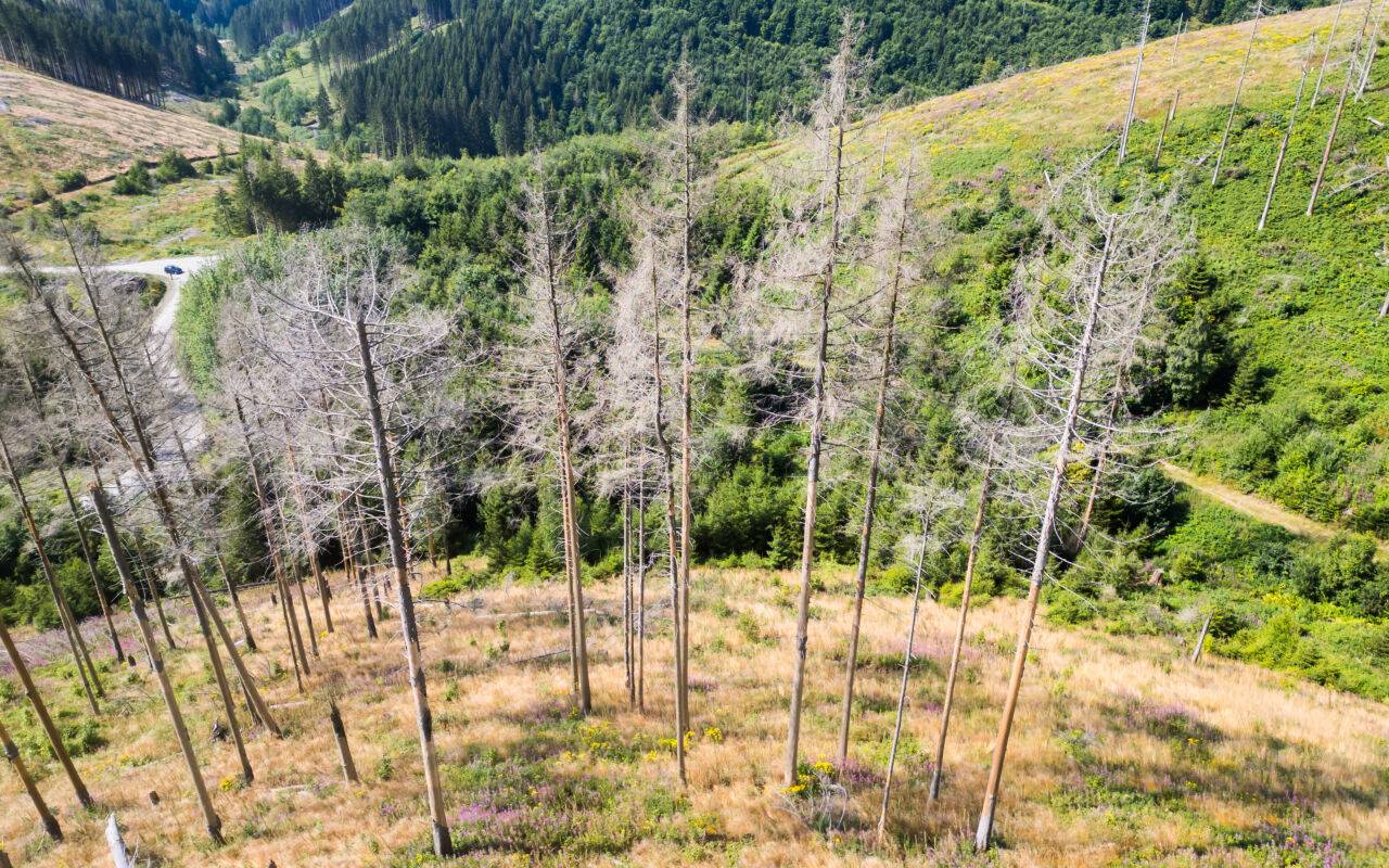 Die Luftaufnahme zeigt vom Borkenkäfer zerstörte Fichtenwälder auf einer Waldfläche der Niedersächsischen Landesforsten im Oberharz