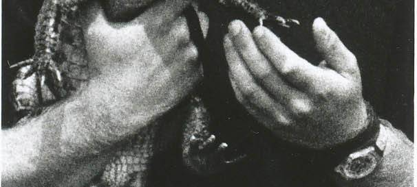 Vor 30 Jahren: Suche nach Kaiman Sammy in Dormagen