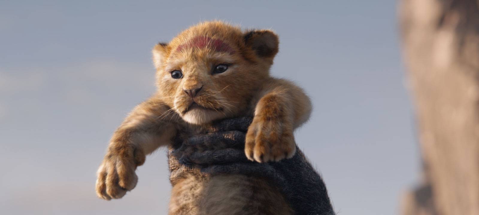 Simba wird in einer Zeremonie offiziell zum Thronfolger erklärt.