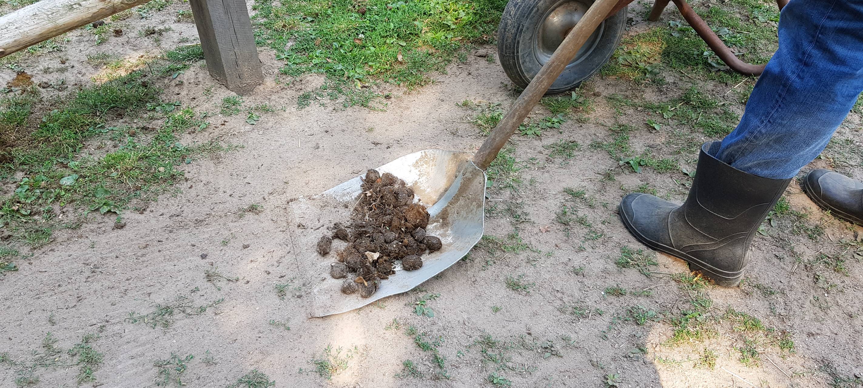 Einen Tag als Eselpfleger