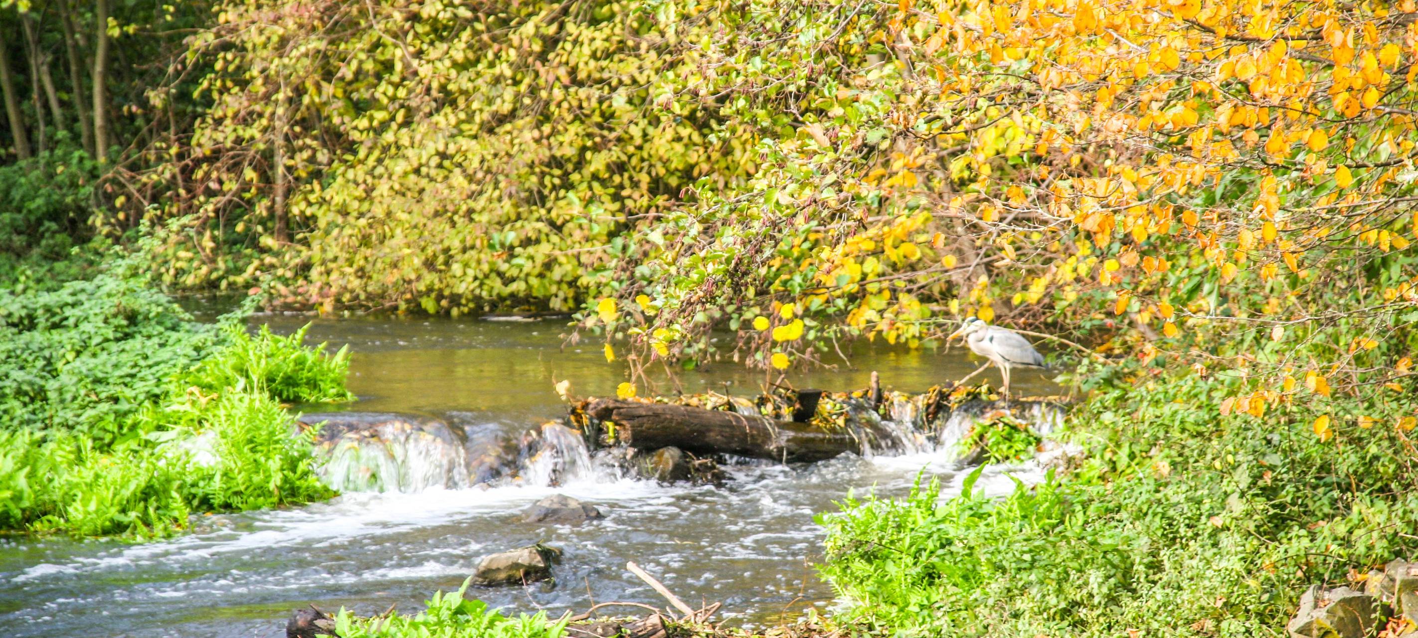 Die Erft bei Neuss-Selikum