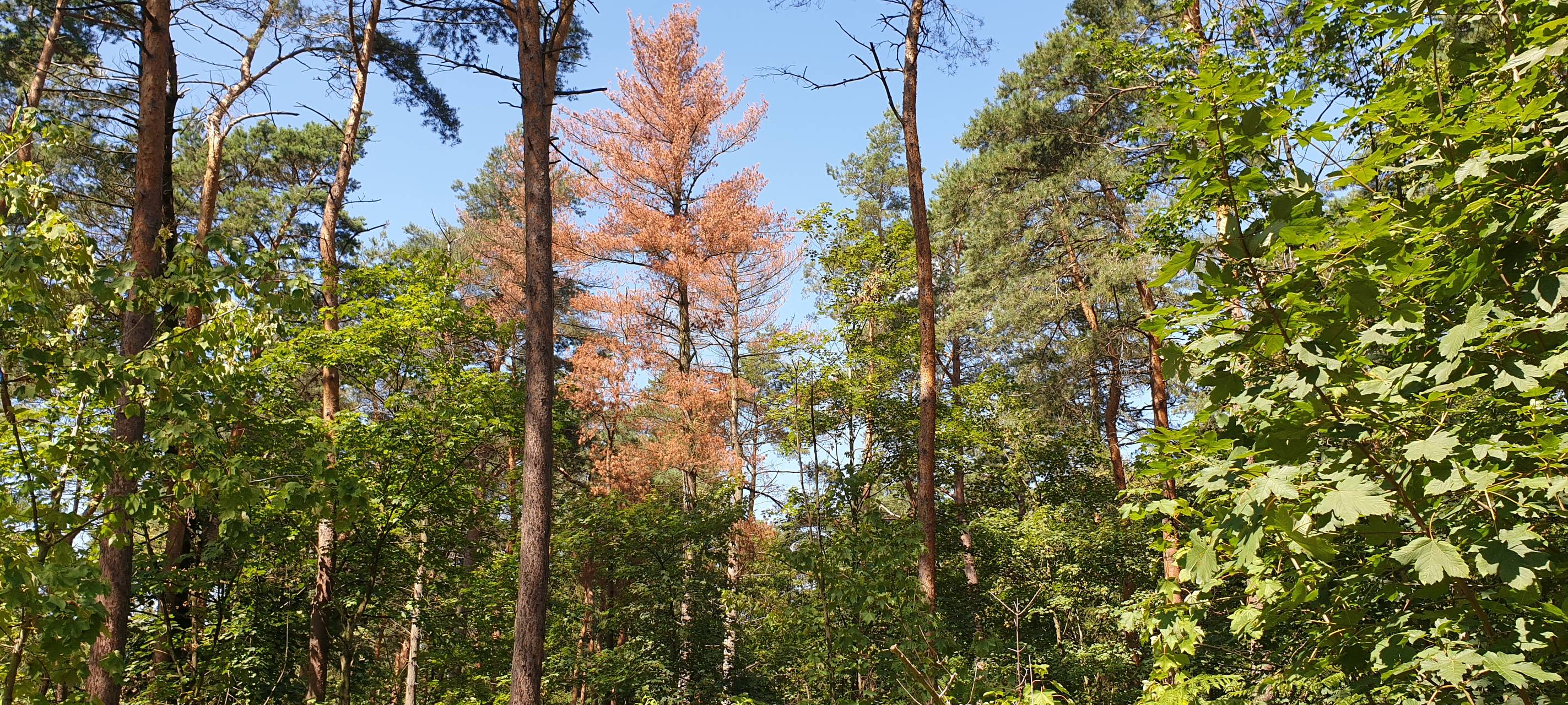 Wälder leiden unter Hitze
