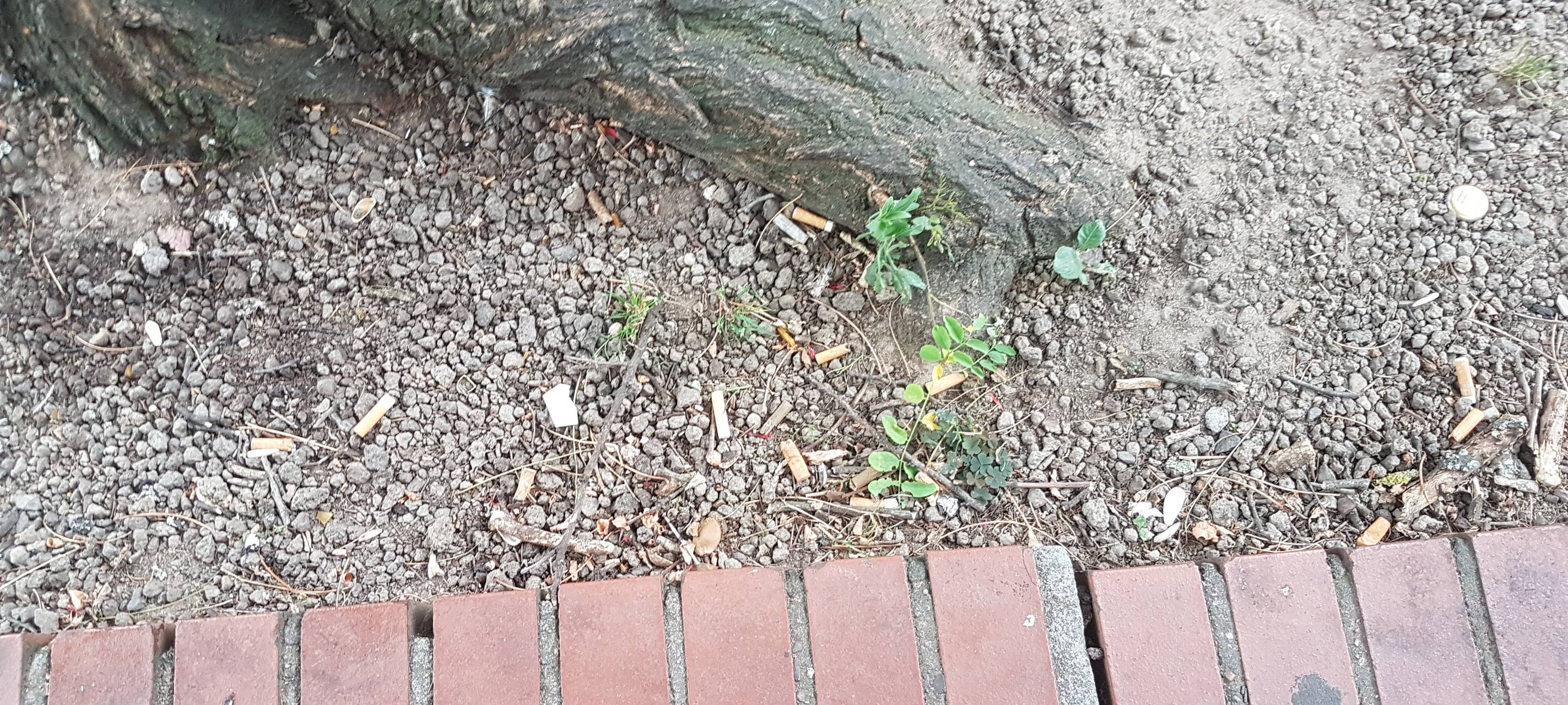 Kippenfriedhof Innenstadt