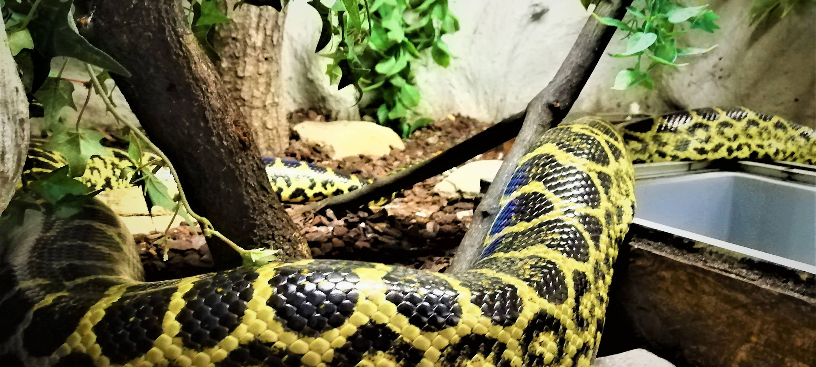 Ein Jahr Anakonda von Meerbusch