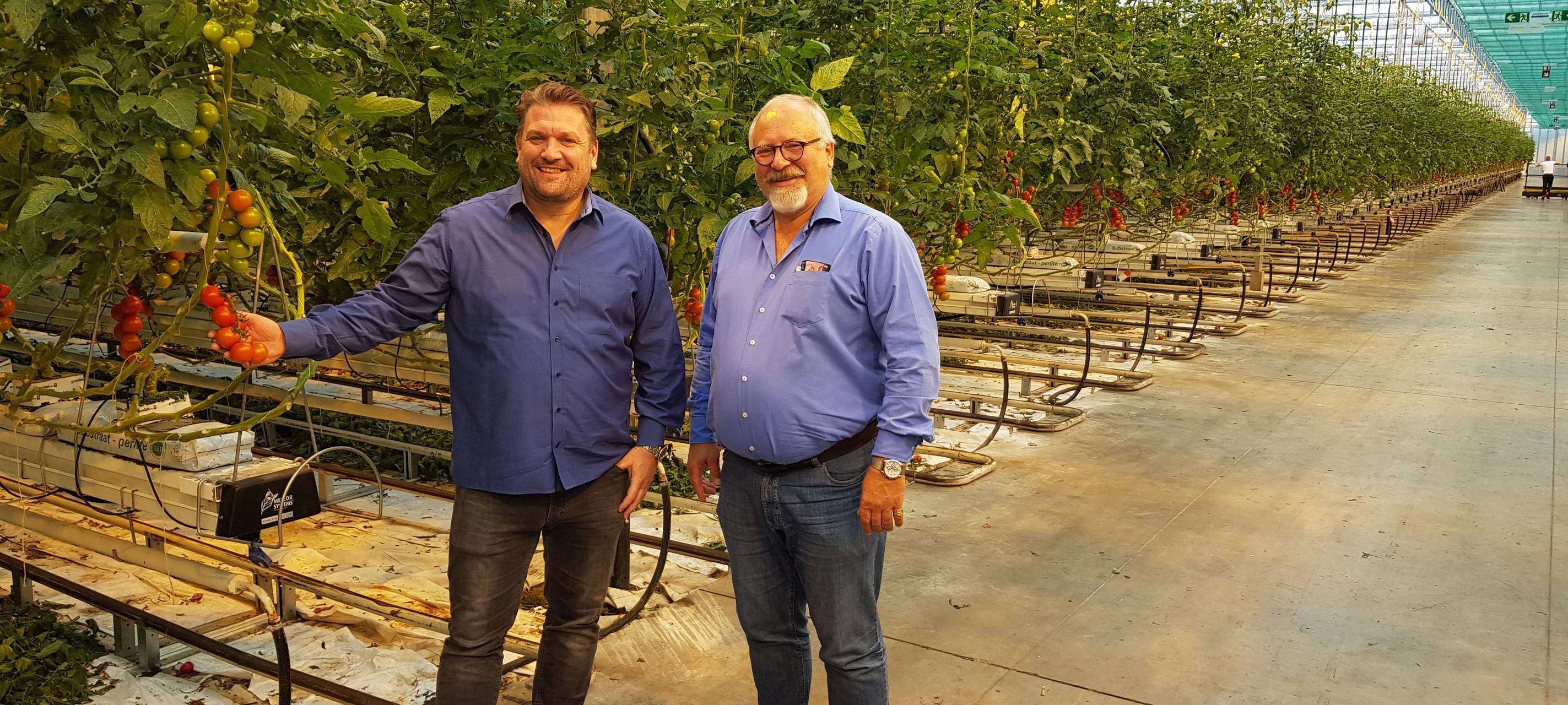 Tomaten-Gewächshaus