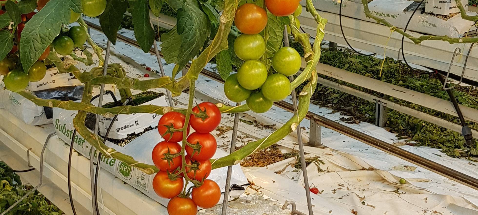 Tomaten-Gewächshaus
