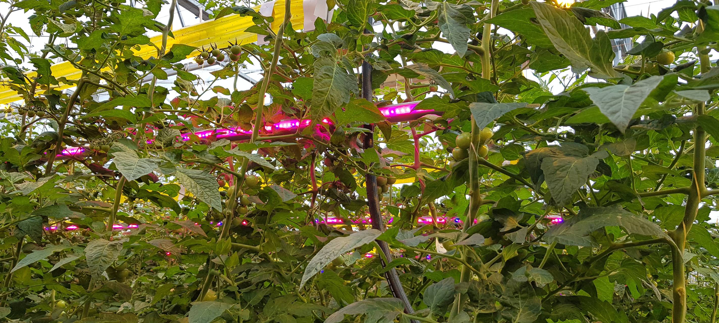 Tomaten-Gewächshaus