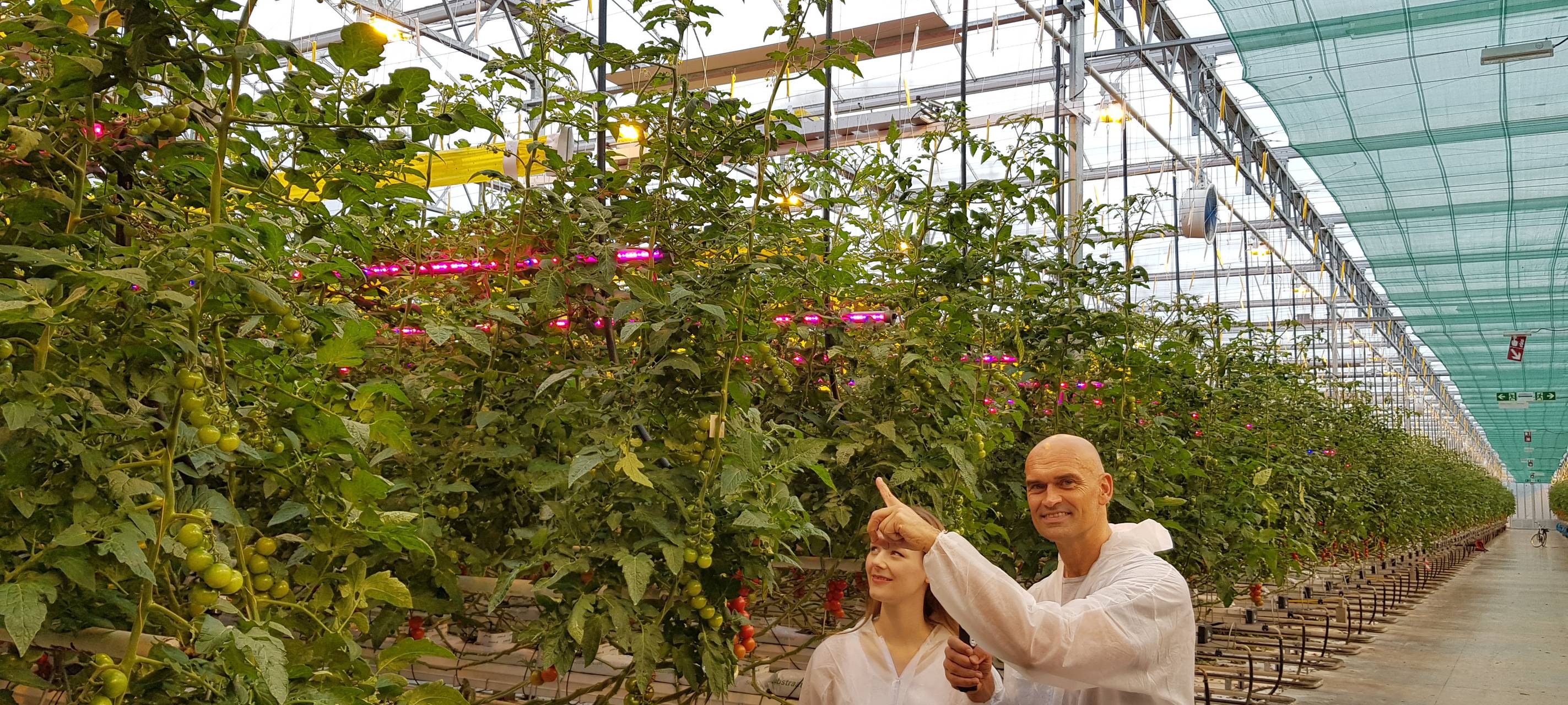 Tomaten-Gewächshaus