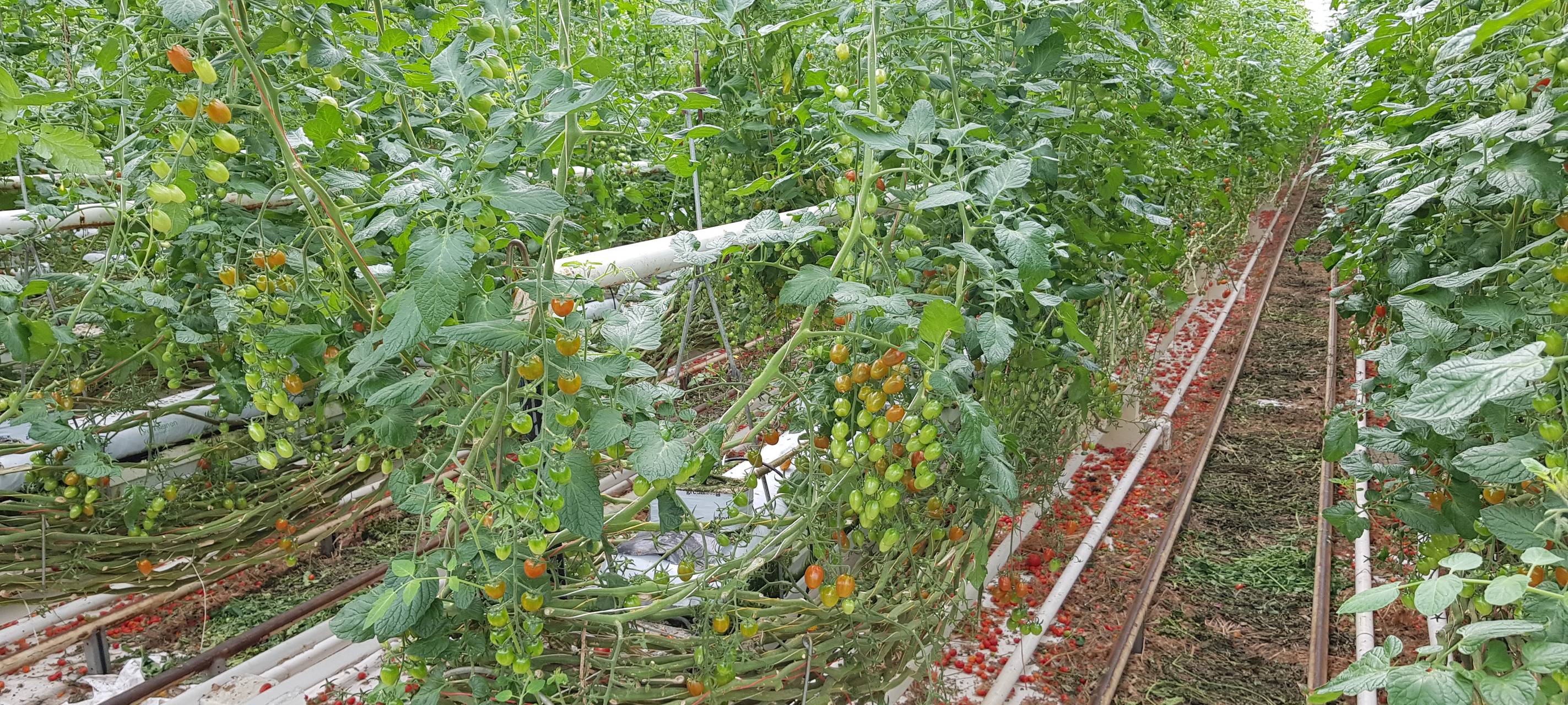 Tomaten-Gewächshaus