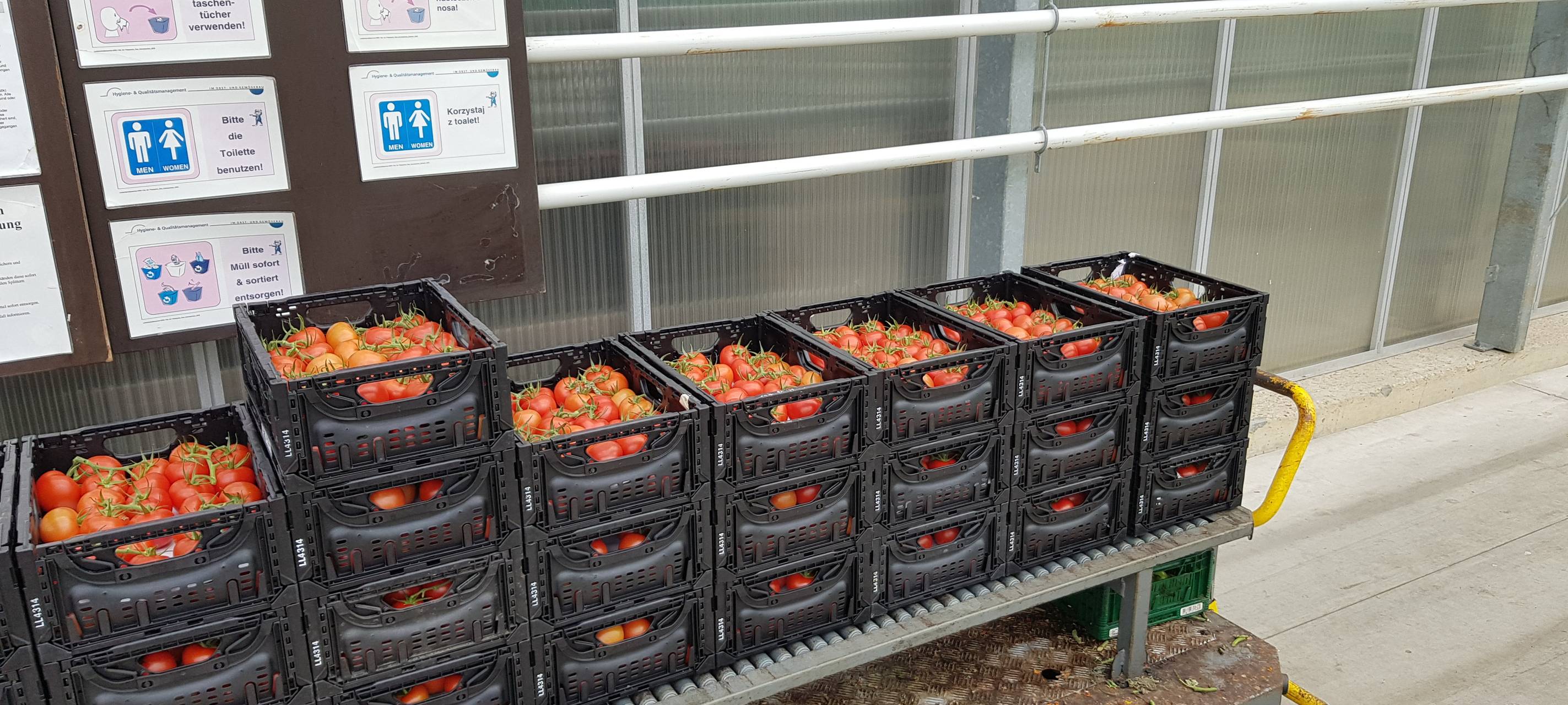 Tomaten-Gewächshaus