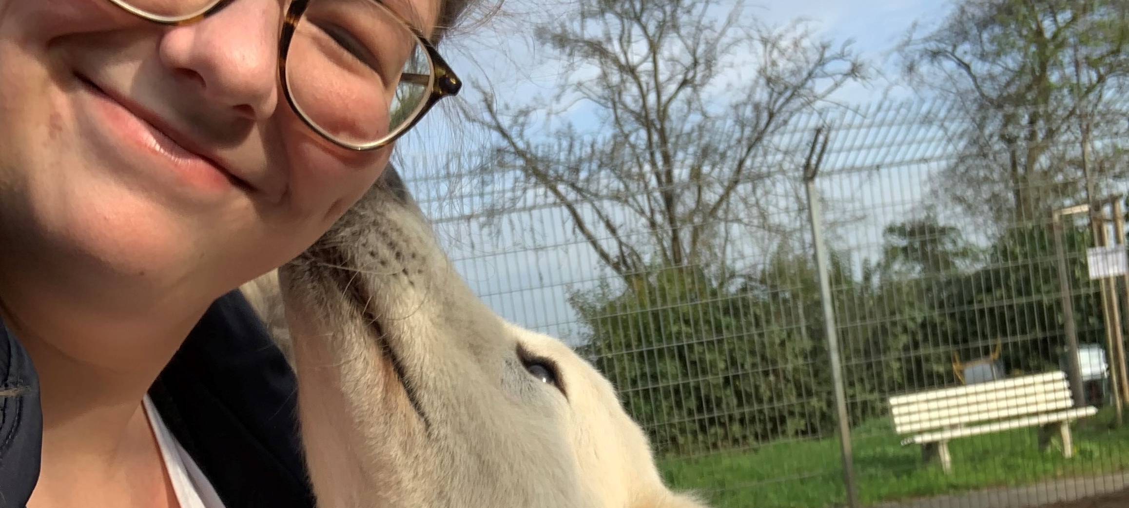 Besuch bei den Kuvasz-Hunden