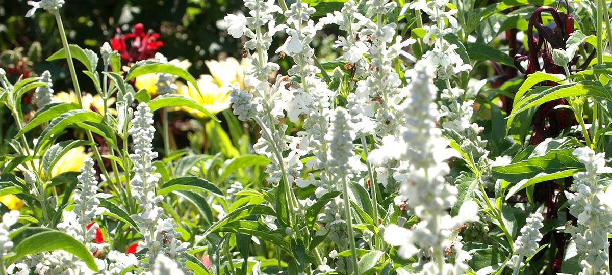 Verfrühte Pollenflugsaison