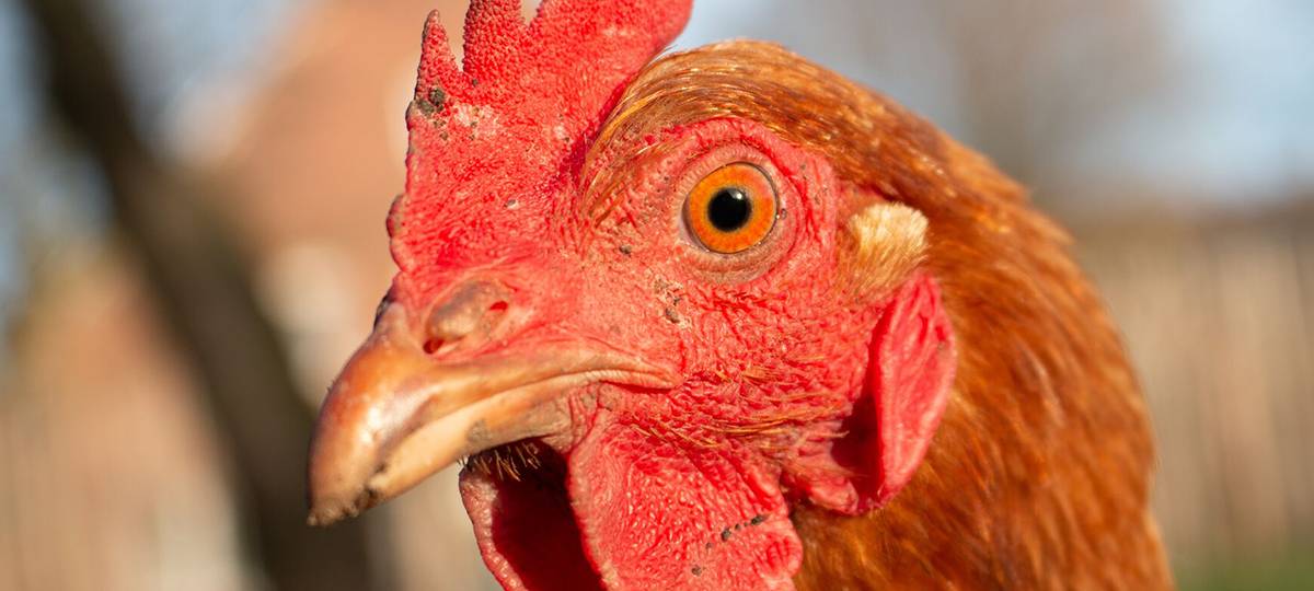 Neuer Trend: Leihhühner für den Garten