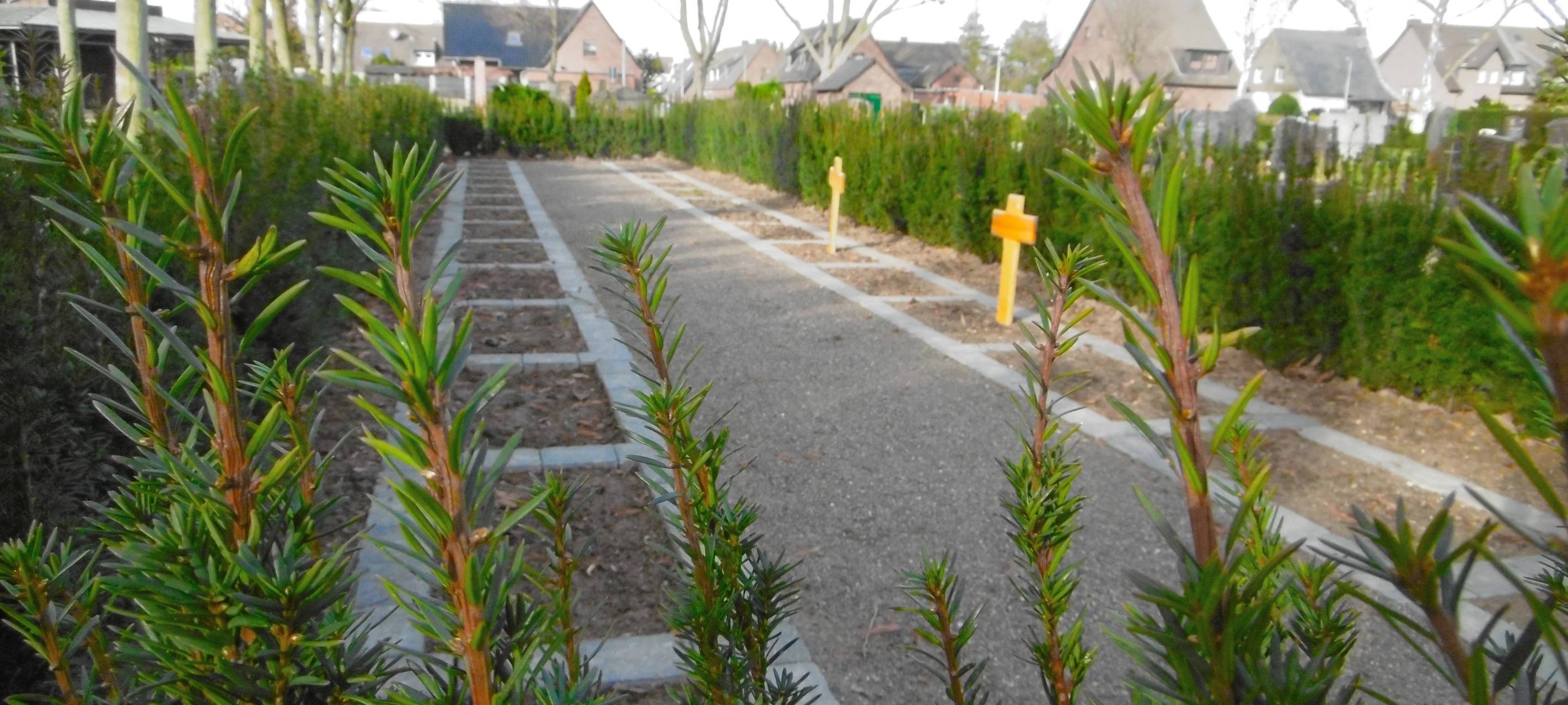 Urnengräber Friedhof Dormagen-Delhoven
