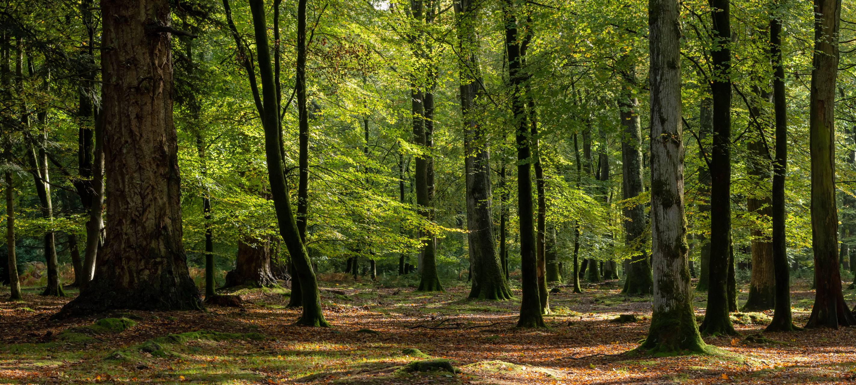 Grevenbroich ohne Fichten
