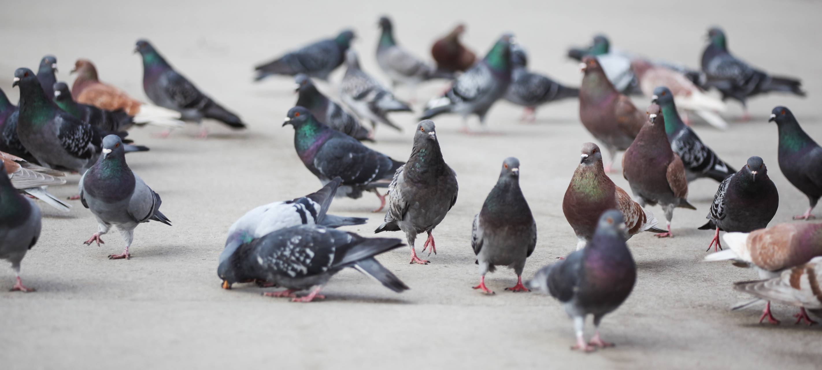Stadt Neuss kritisiert die Deutsche Bahn beim Taubenproblem
