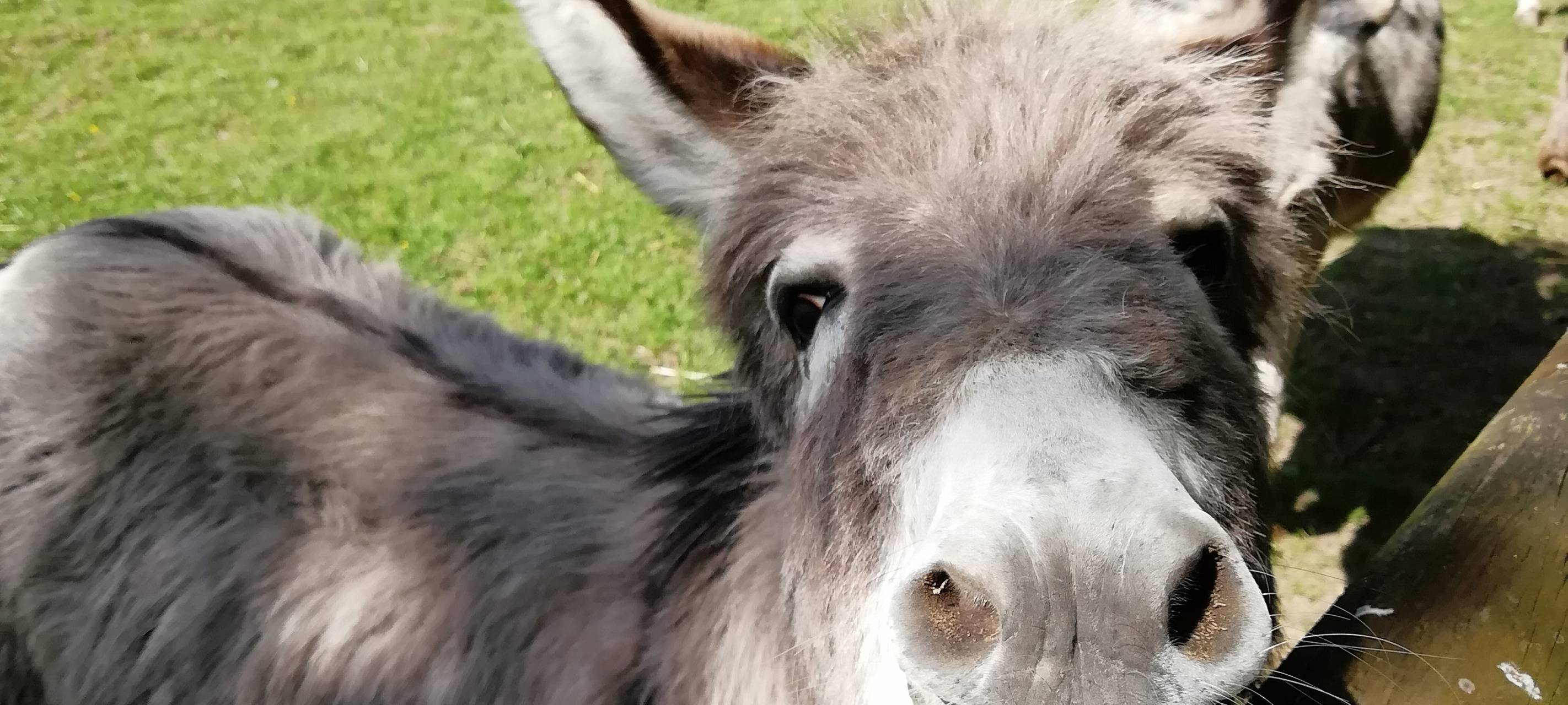 Maskottchen im Rhein-Kreis Neuss