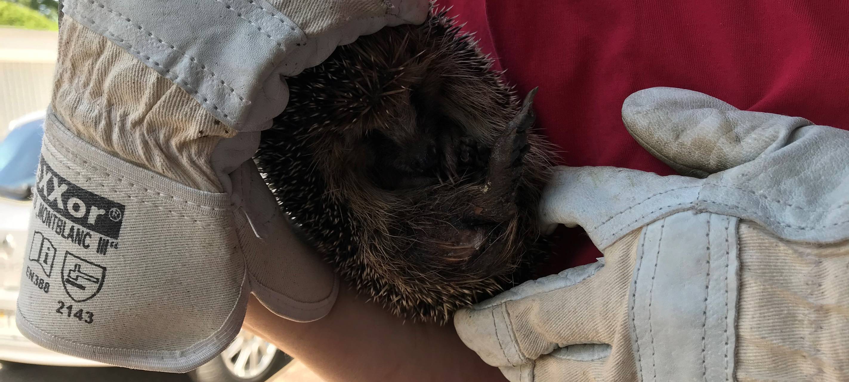 Igel, der von einem Mähroboter verletzt wurde