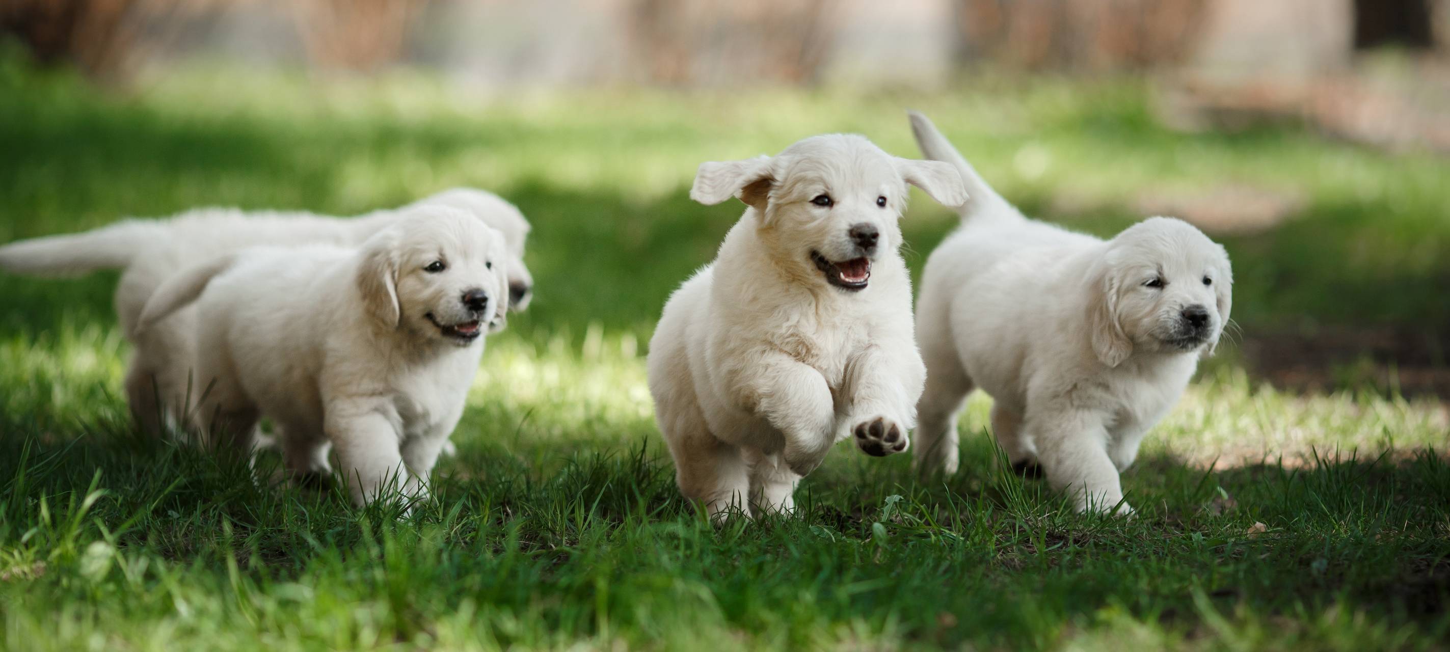 Prozess um Hundewelpen-Handel im Rhein-Kreis Neuss