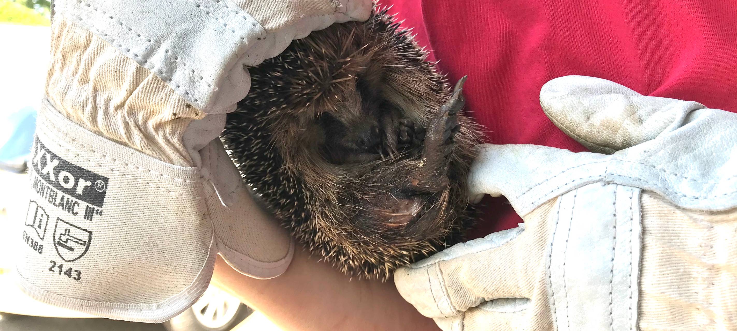 In Meerbusch wird Nachtfahrverbot für Mähroboter diskutiert