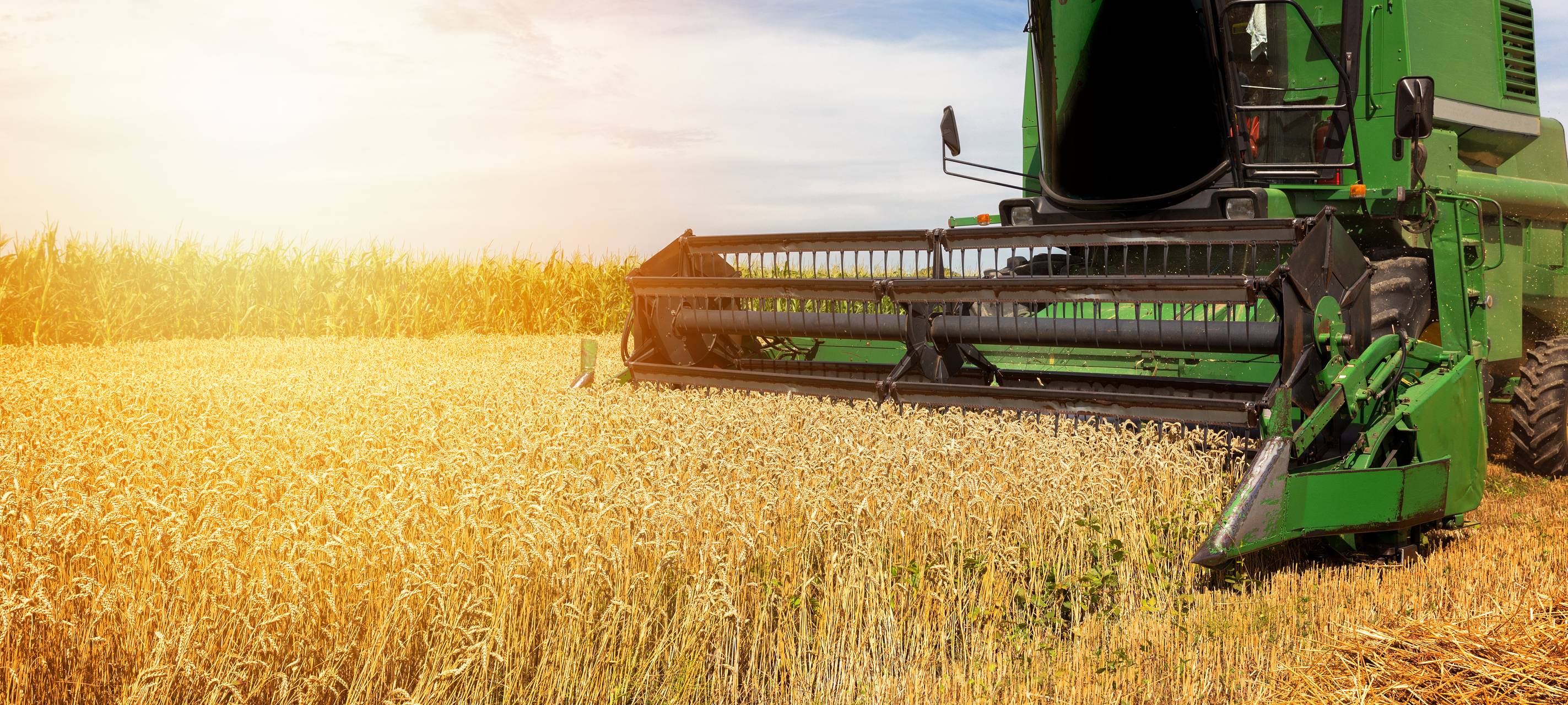 Getreideernte im Kreisgebiet droht ins Wasser zu fallen