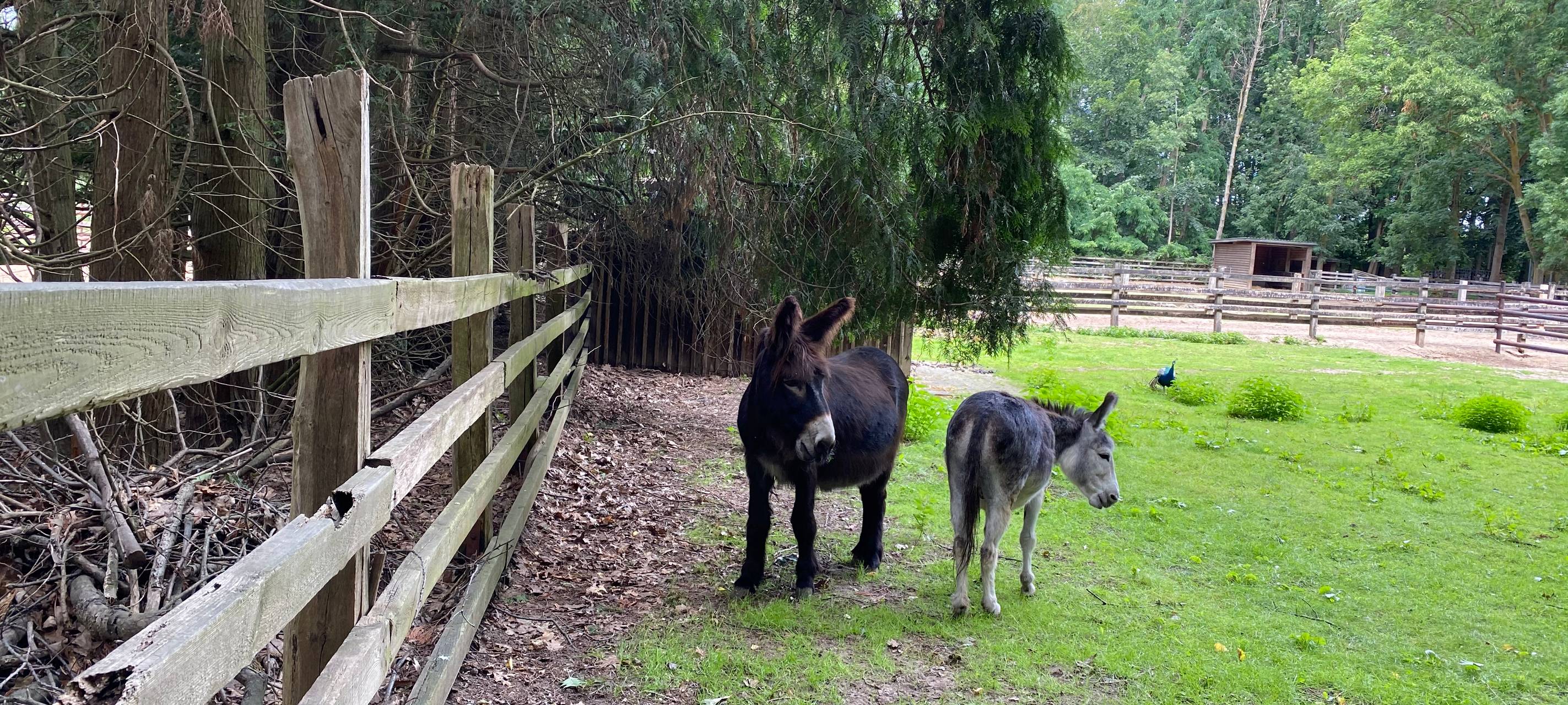 Tannenbuschwoche in Dormagen geht los