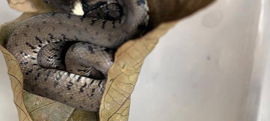 Zwei Brände und eine Schlange im Keller in Grevenbroich