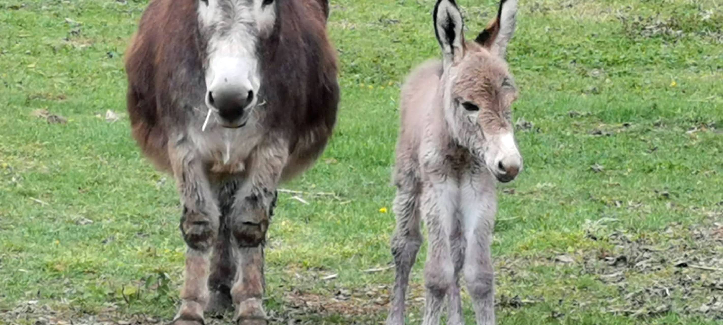 Eselbaby im Tiergehege Grevenbroich