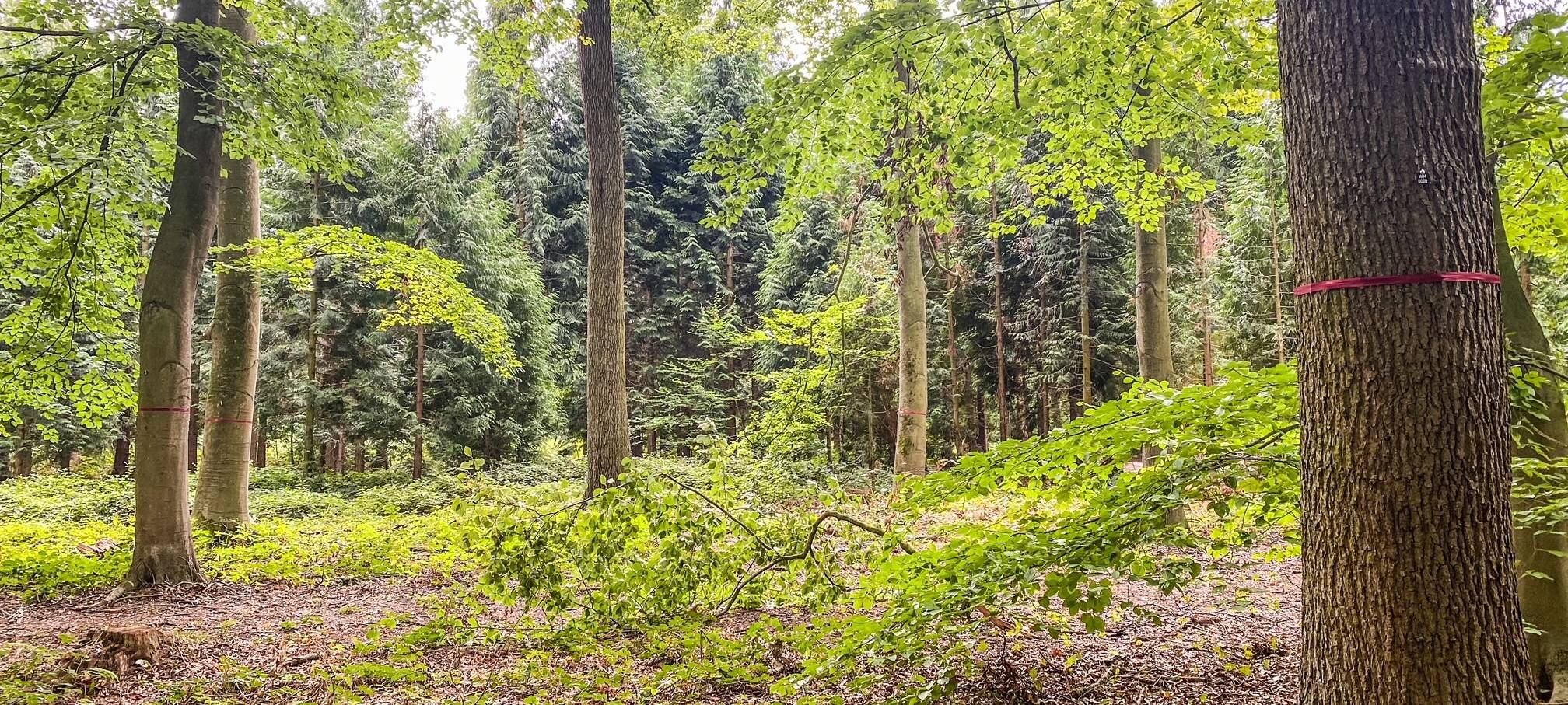 Bestattungswälder in Meerbusch und Dormagen