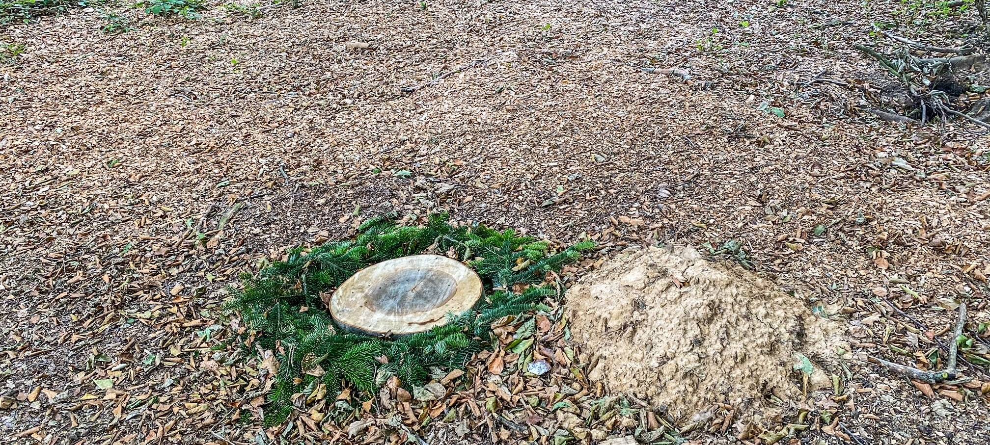 Bestattungswälder in Meerbusch und Dormagen