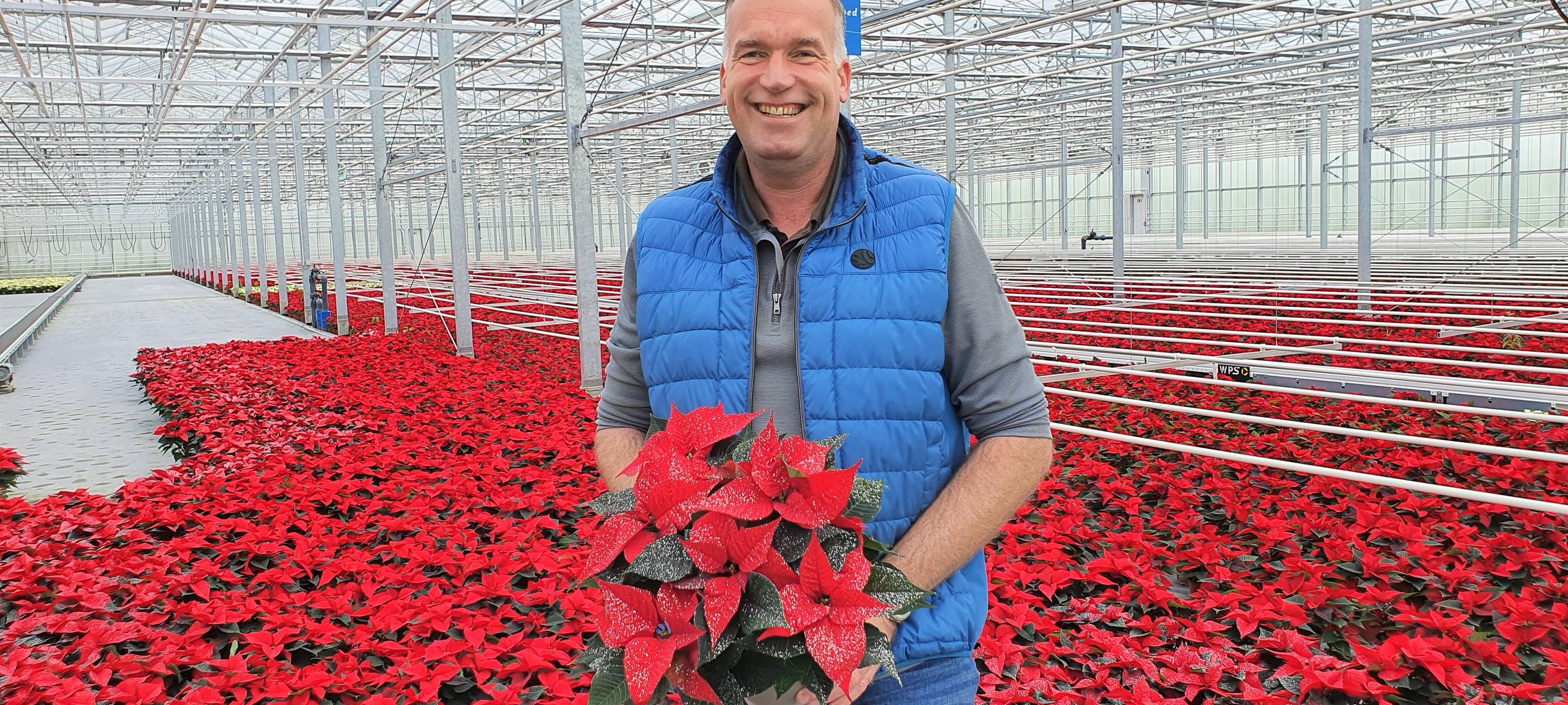 Weihnachtsstern-Großproduktion in Korschenbroich