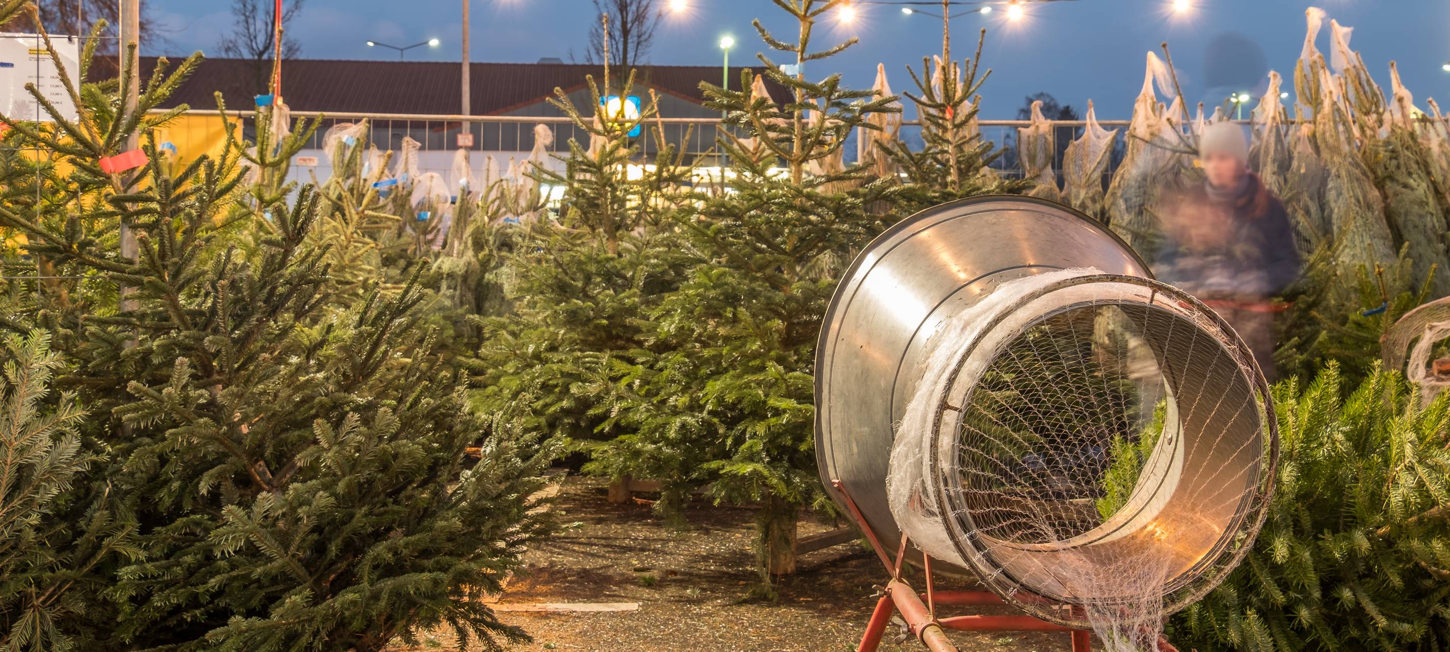 Weihnachtsbäume 2023: Kosten und Umwelt