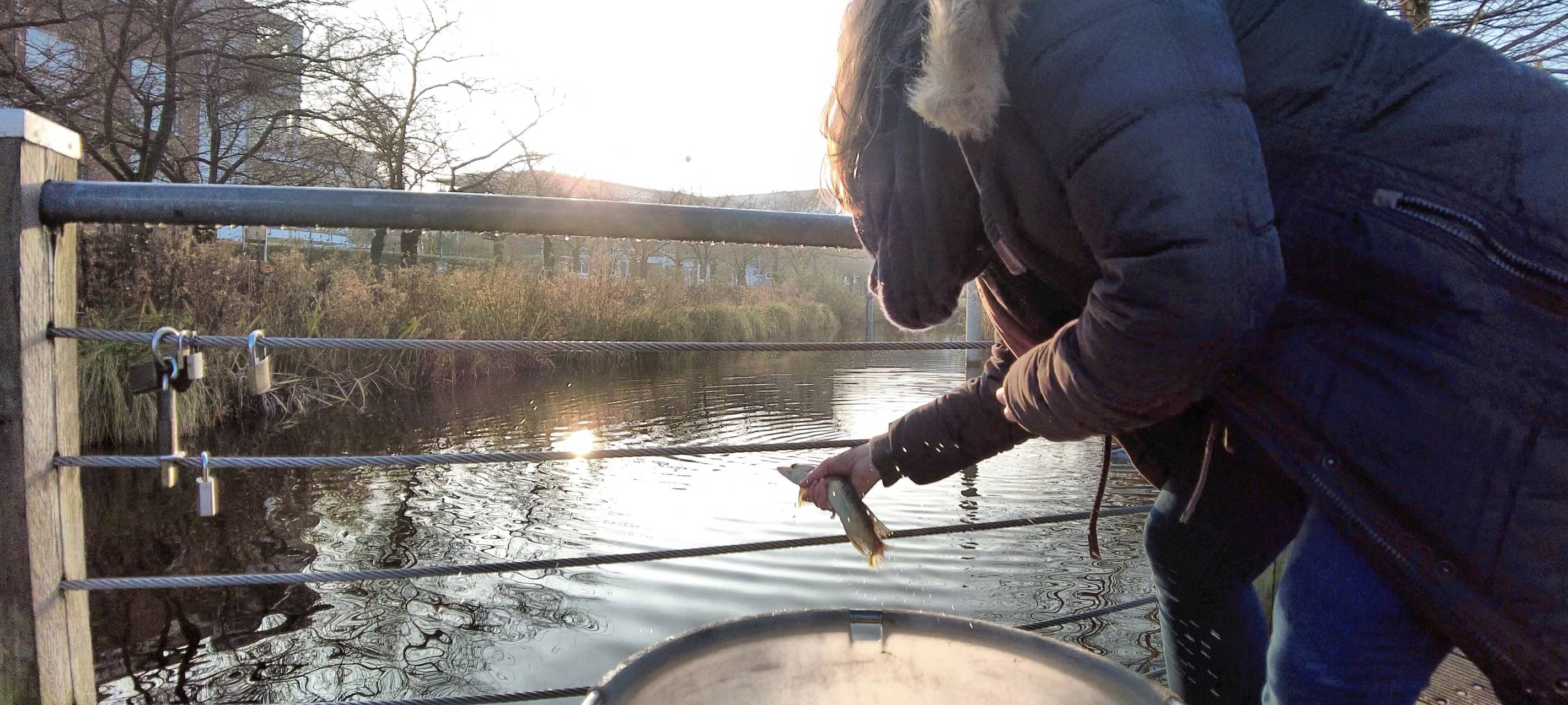 Raubfische im Kaarster Stadtparksee