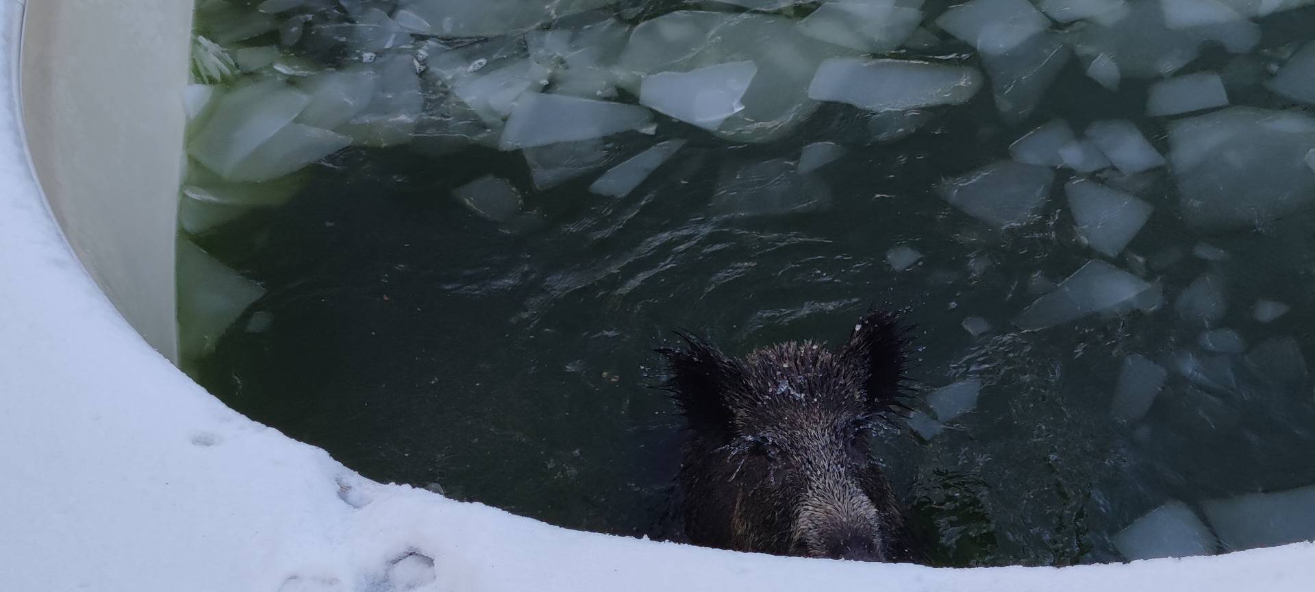 Wildschwein bricht in Neuss durch Eisdecke in Pool ein