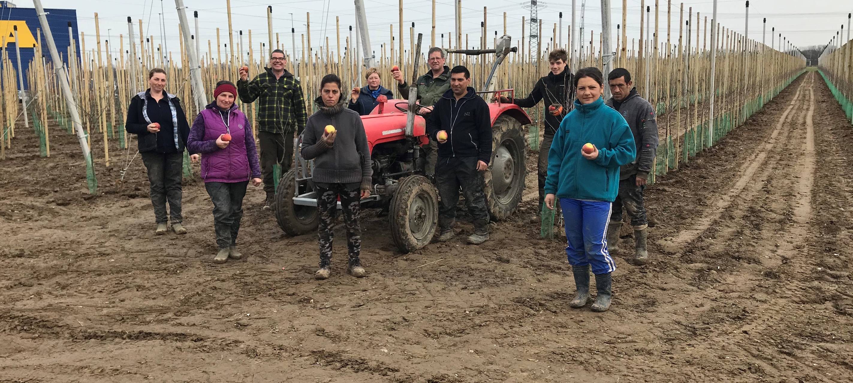 Moderne Apfelplantage entsteht neben Kaarster Ikea