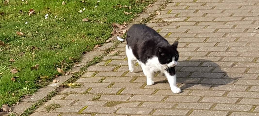 Friedhofskater Jerry in Action