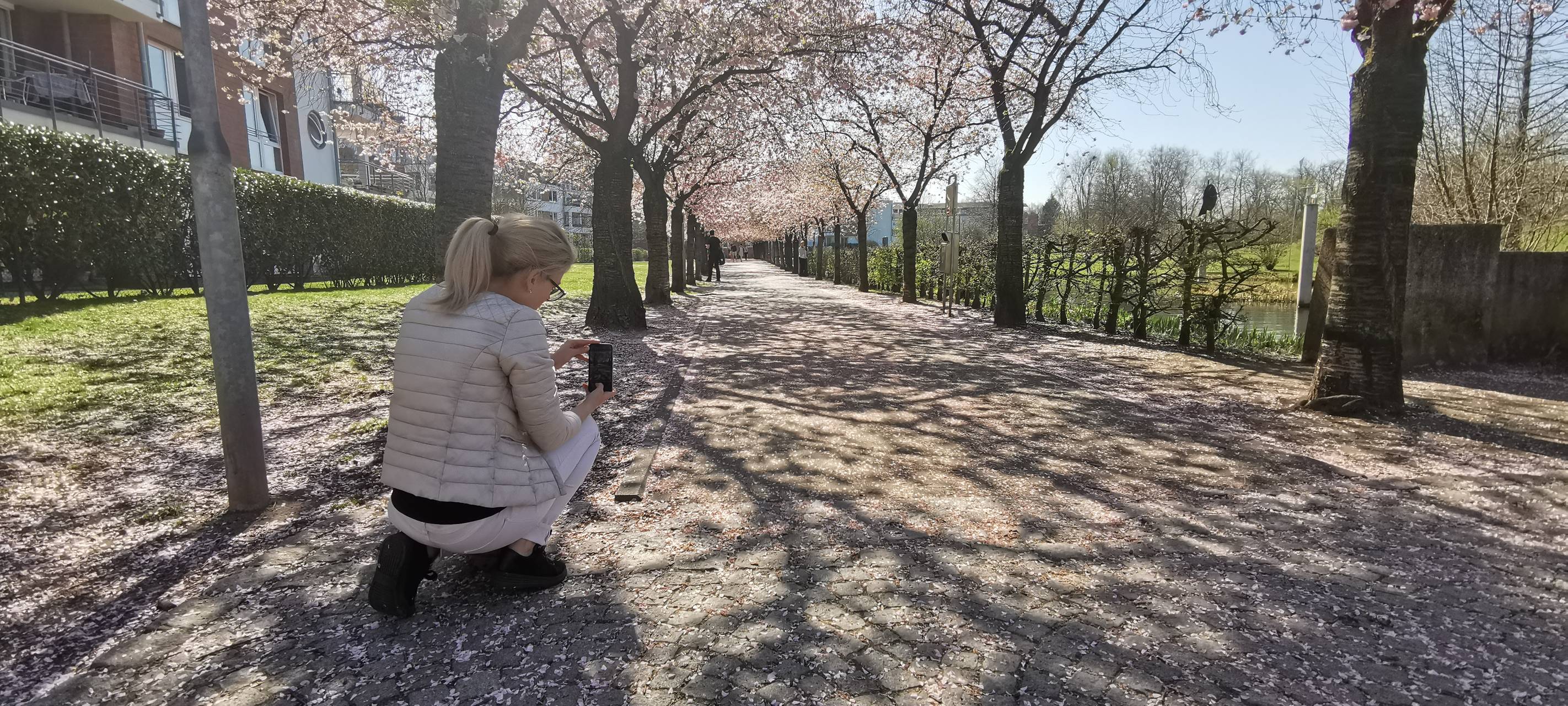 Kirschbaum Foto Spot Kaarst