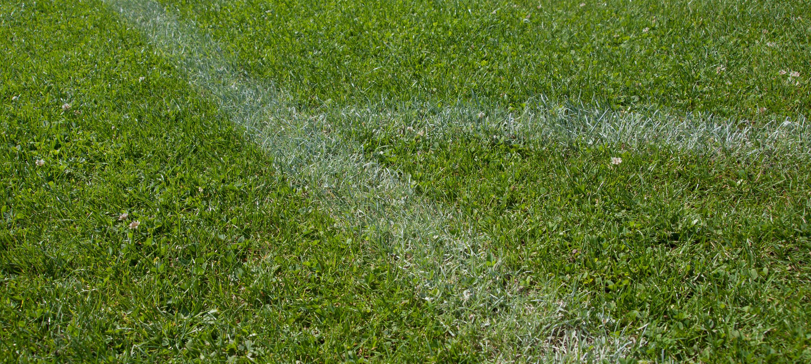 Kunstrasen: Kork statt Plastik