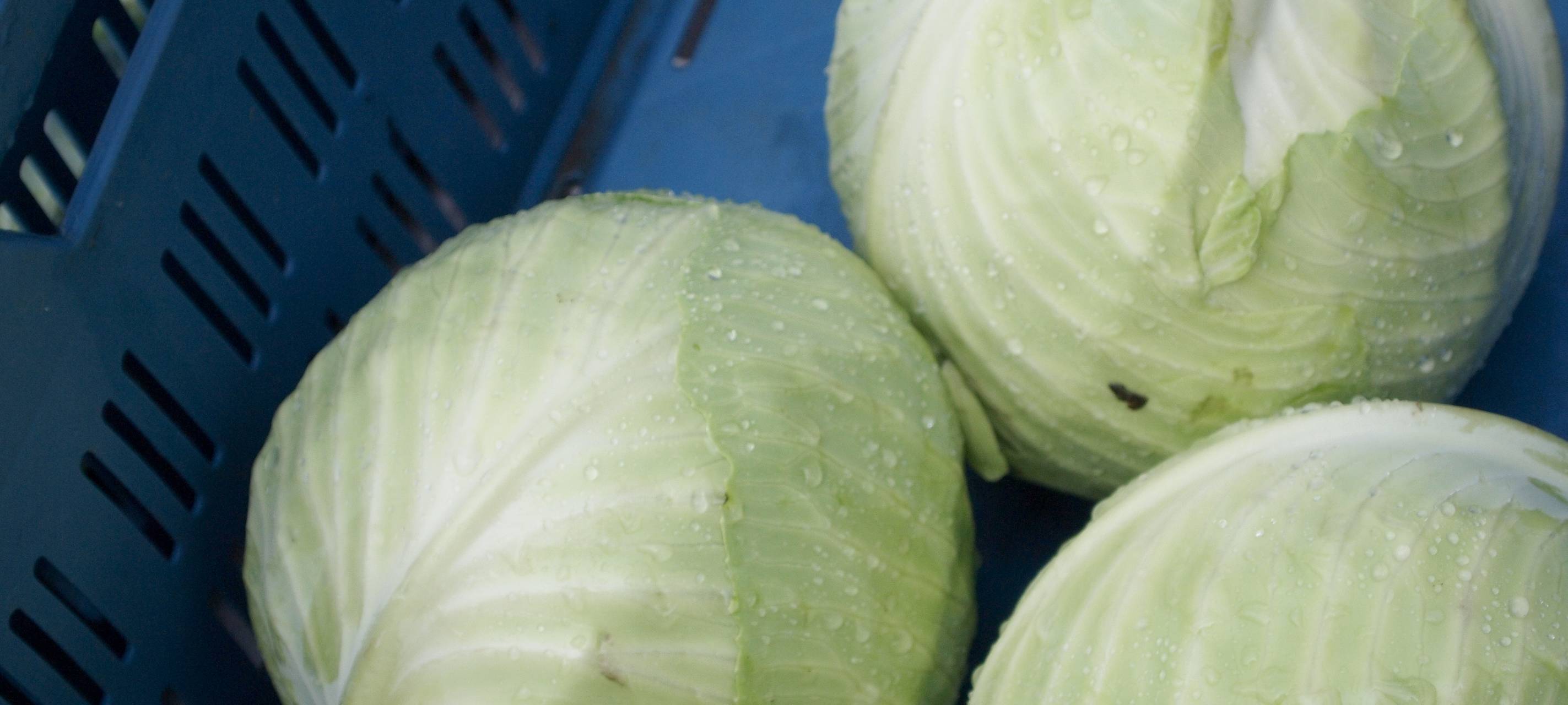 Die Kohlernte im Kreis ist gestartet