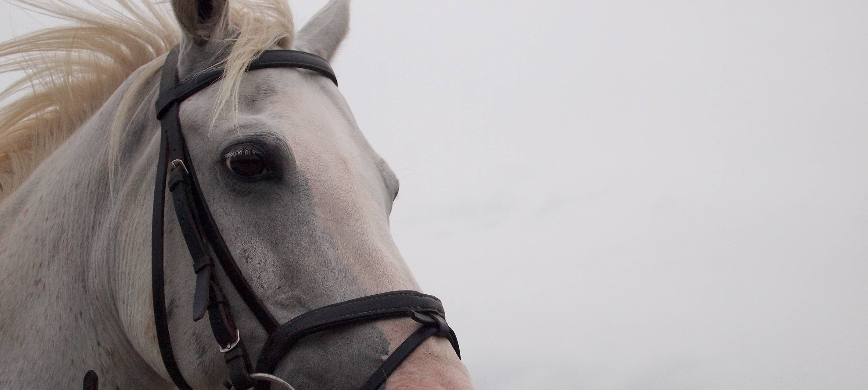 Außergewöhnlicher Pferde-Unfall in Meerbusch