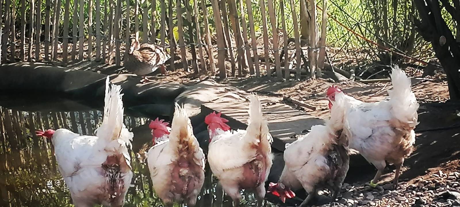 Tierheim nur für Vögel in Neuss-Rosellerheide
