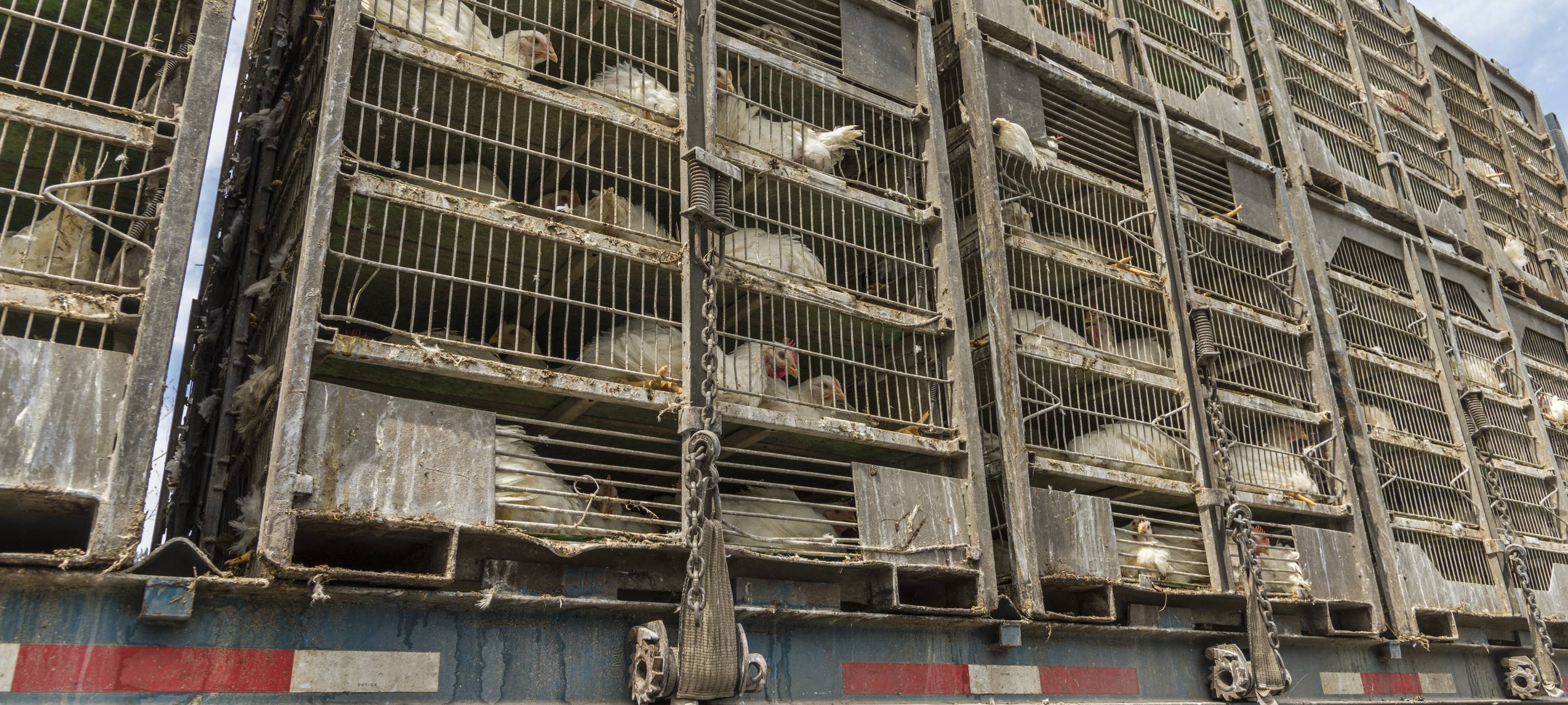 Hühnerlasterunfall bei Neuss: PETA erstattet Anzeige