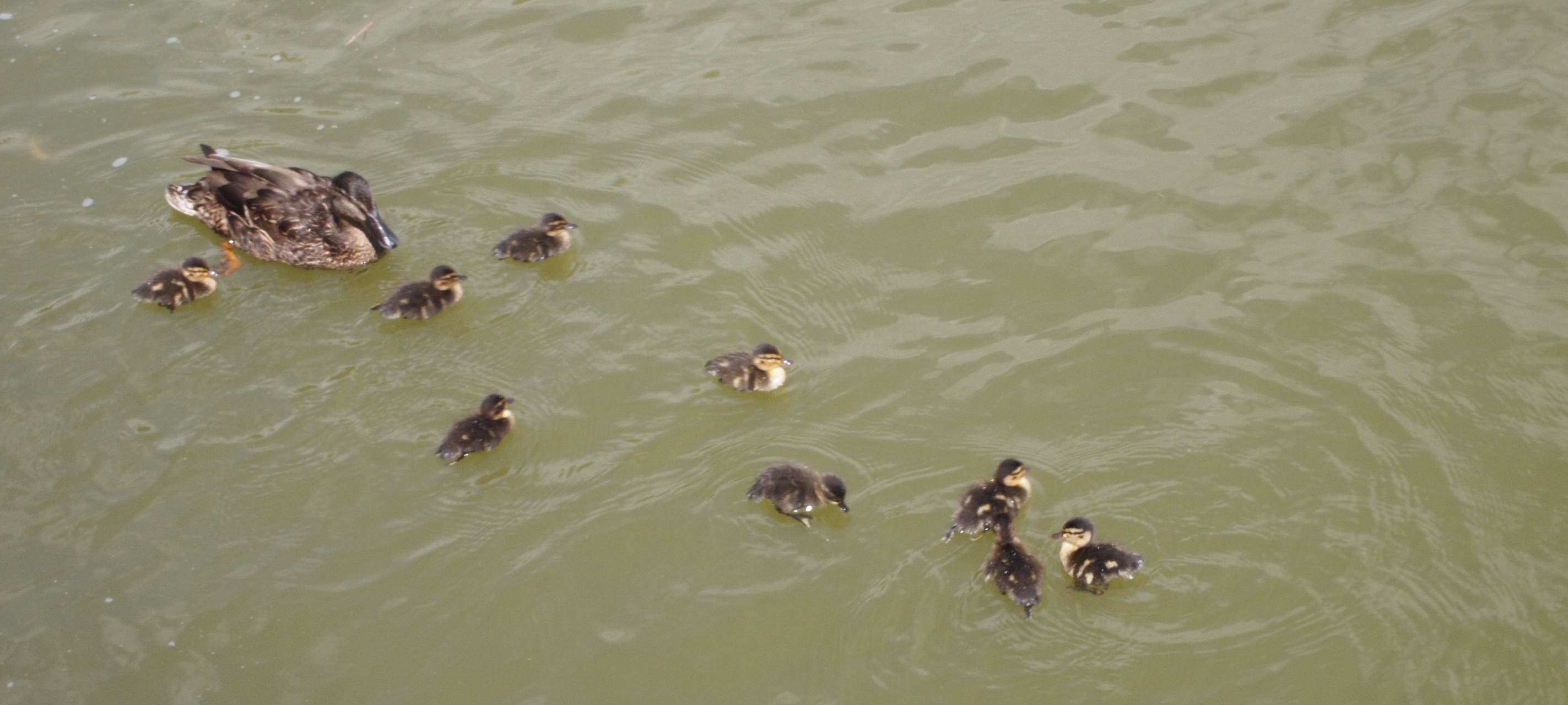 Neuer Teich im Stadtpark Grevenbroich