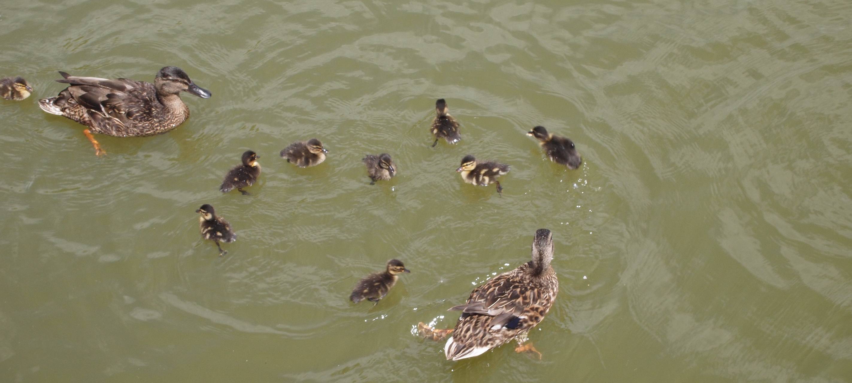 Totes Entenküken in Grevenbroich - Polizei ermittelt