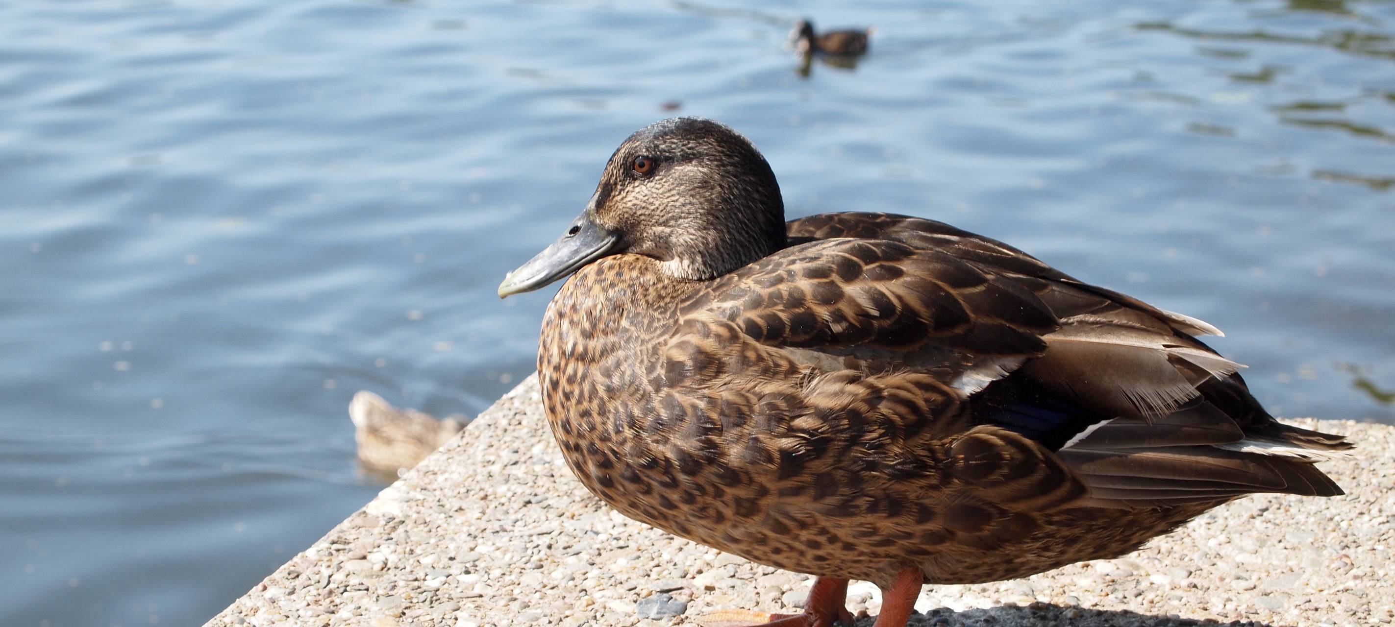 Strafen von bis zu 1000 Euro für Wildtiere-Füttern in Neuss