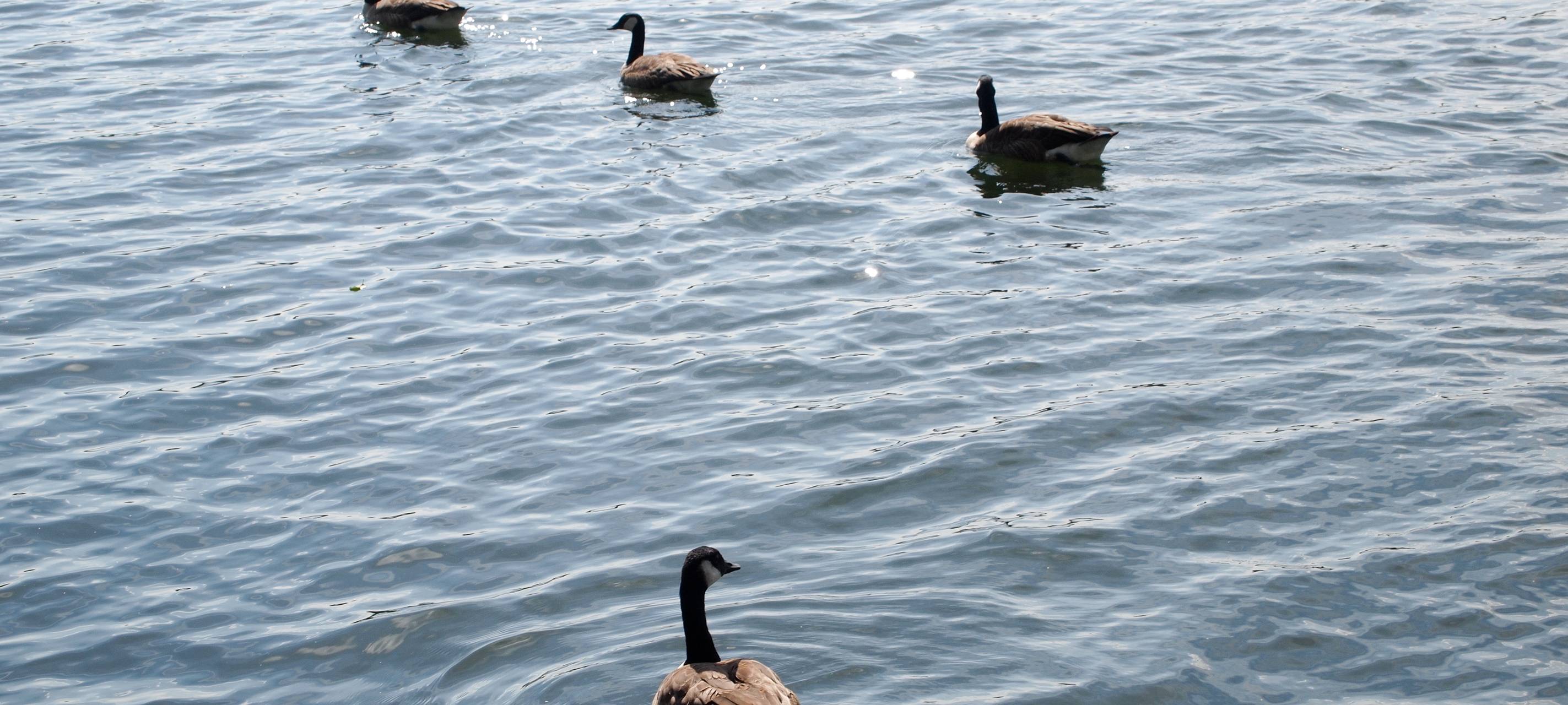 Gewässerschau am Norfbach