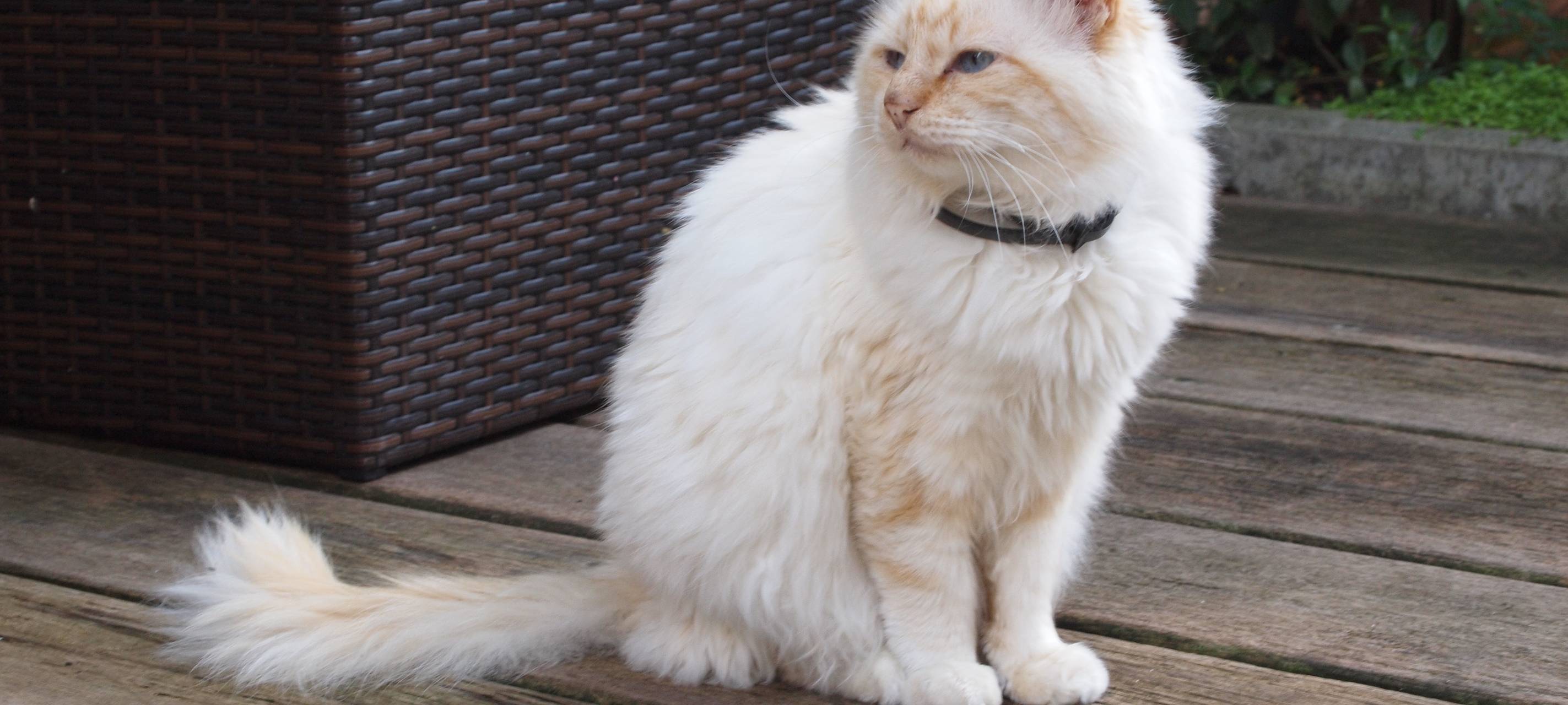 Neue Gebühren bei Tierärzten im Rhein-Kreis Neuss